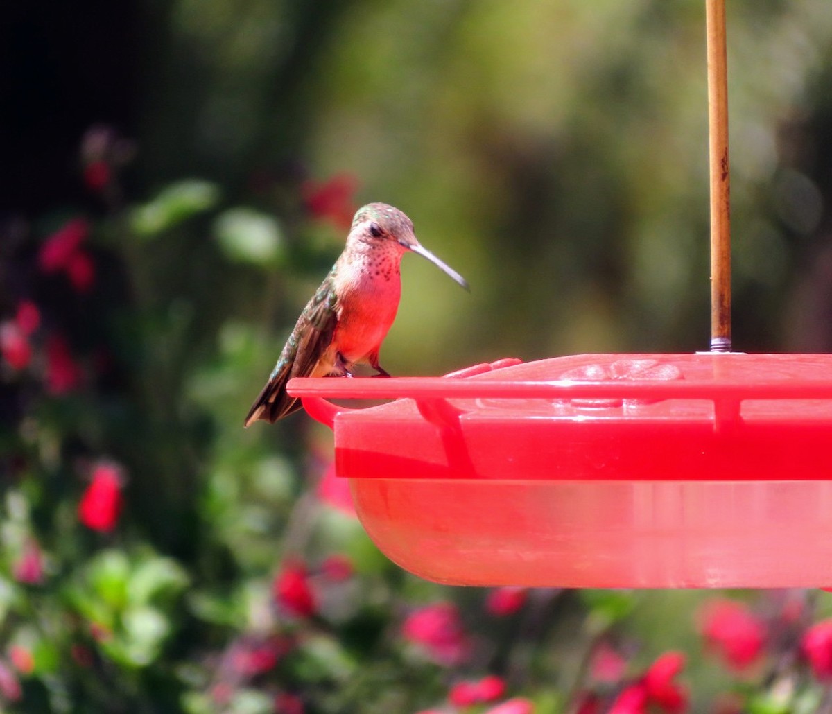 Broad-tailed Hummingbird - ML618427098