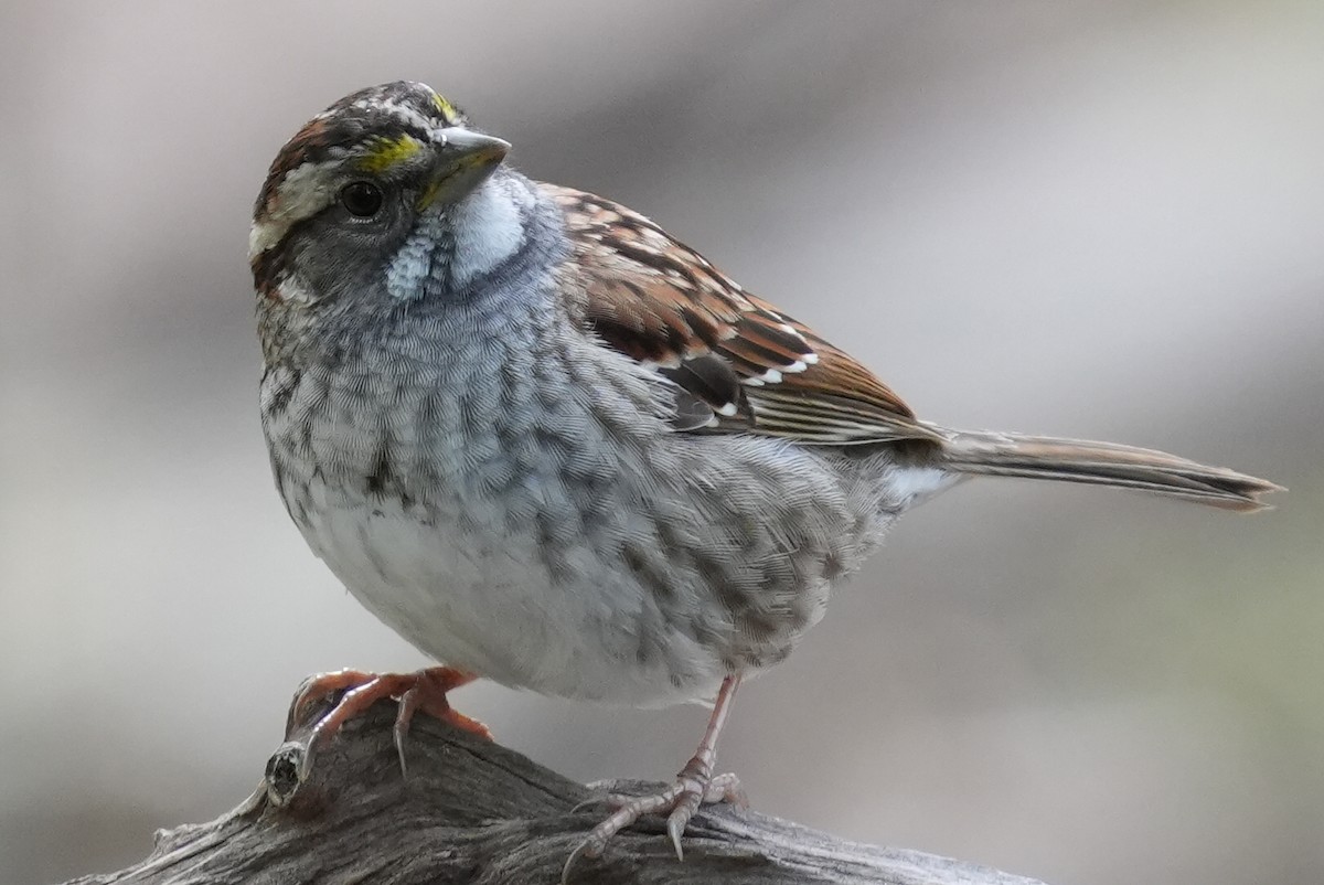 White-throated Sparrow - ML618427102