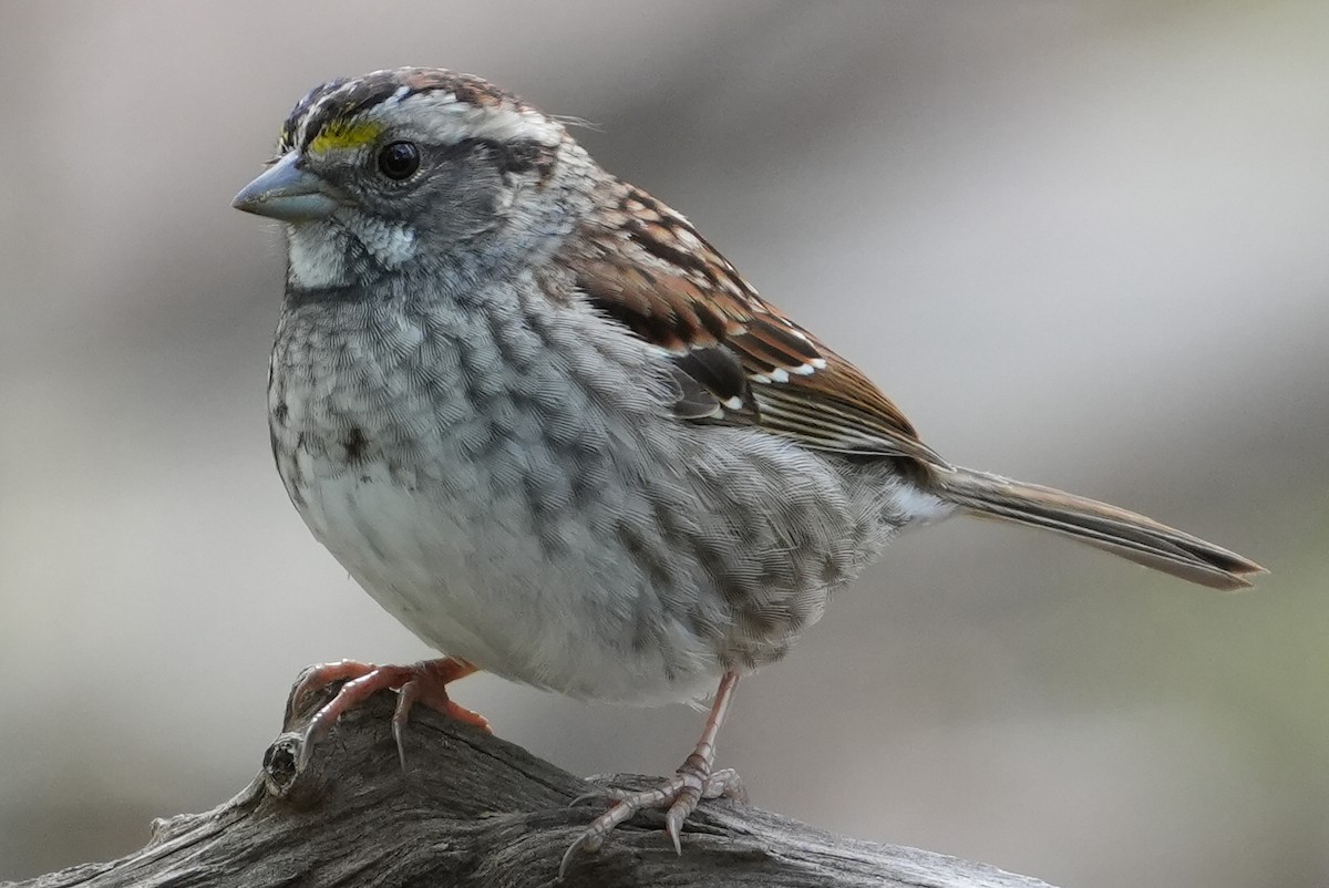 White-throated Sparrow - ML618427103