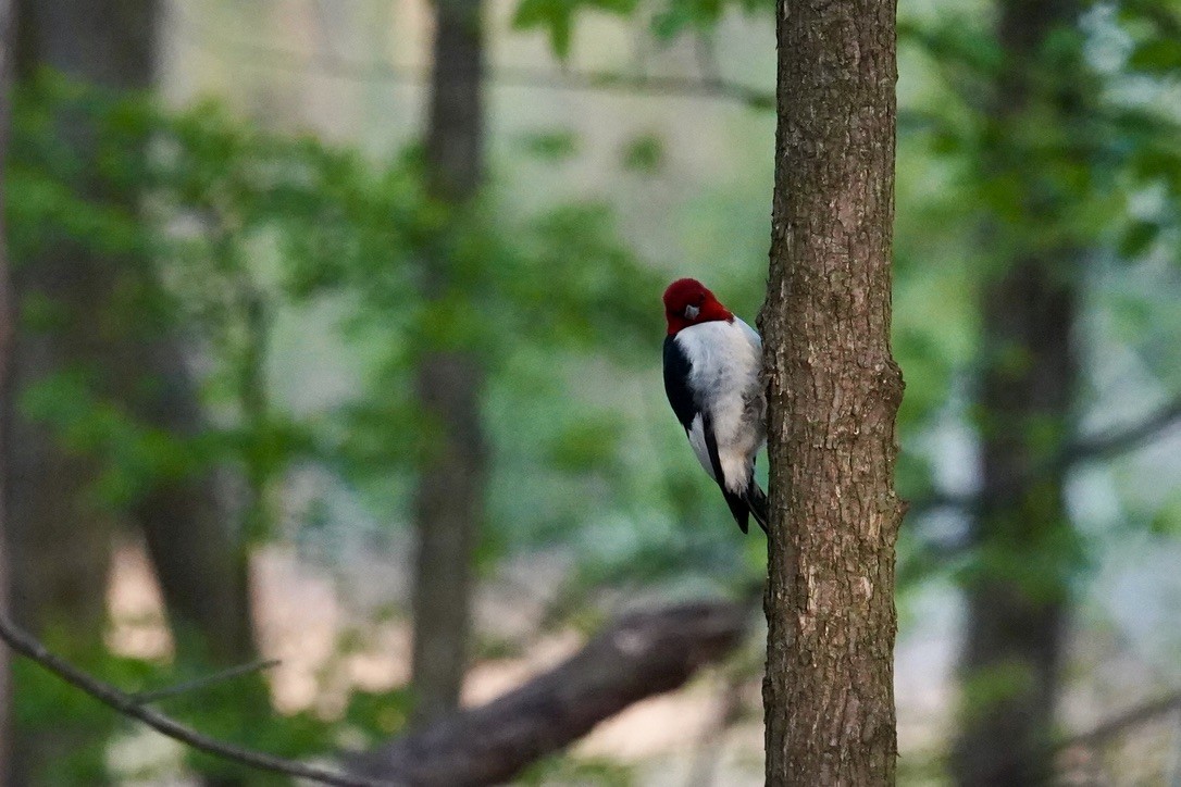 Red-headed Woodpecker - ML618427113