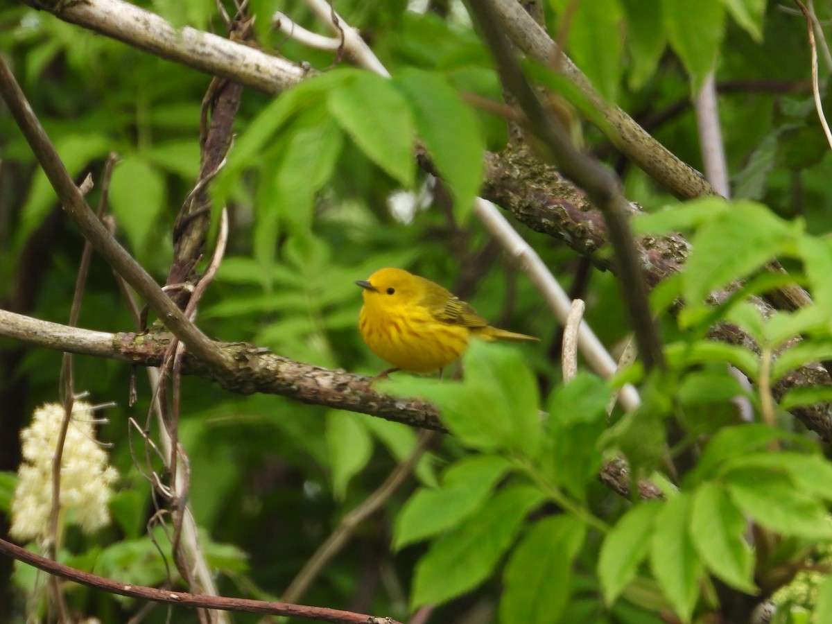 Yellow Warbler (Northern) - Colby Neuman