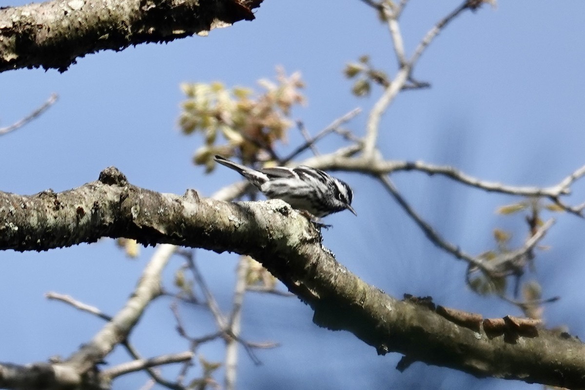 Black-and-white Warbler - ML618427130