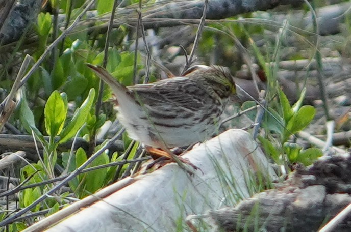 Savannah Sparrow - ML618427133