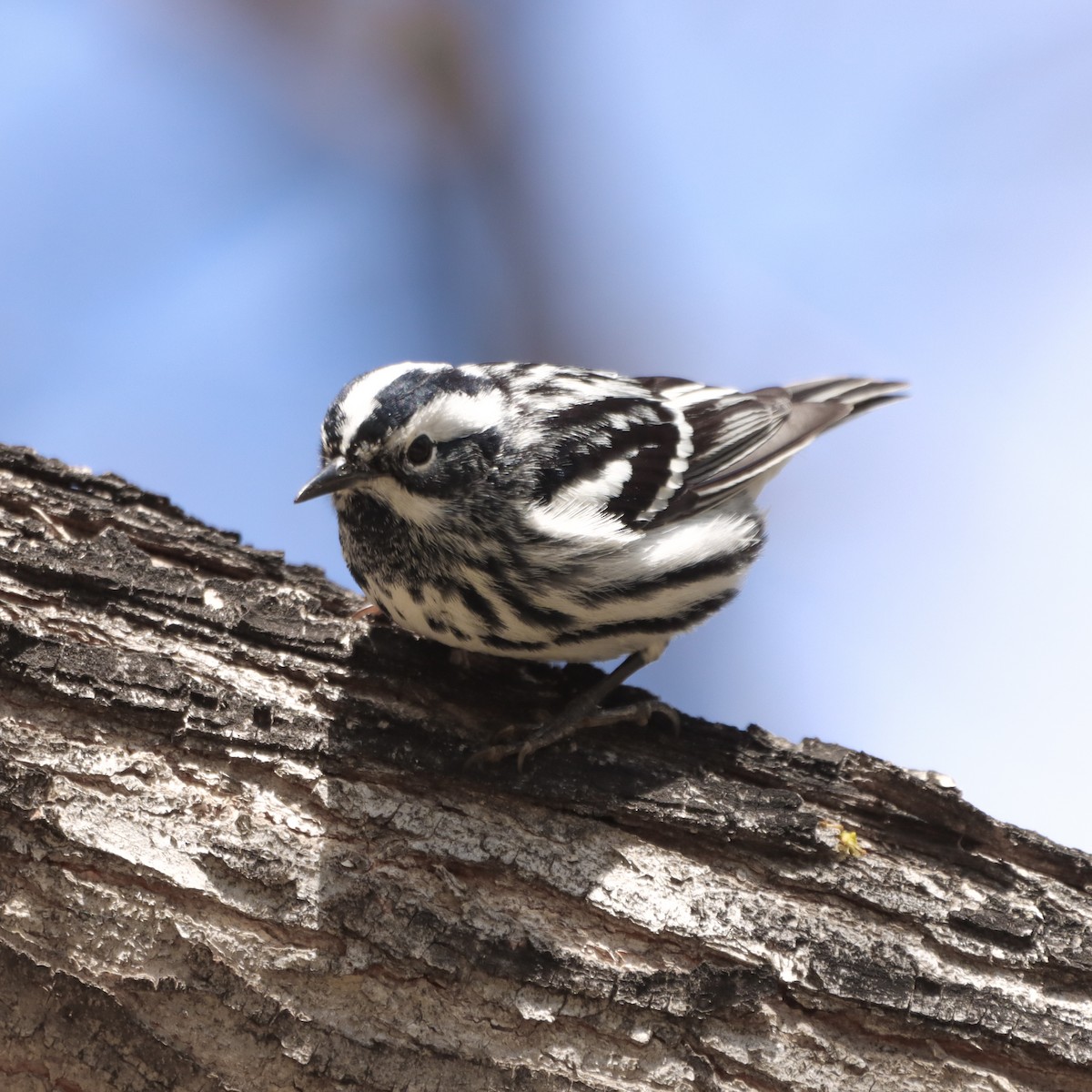 Black-and-white Warbler - ML618427154
