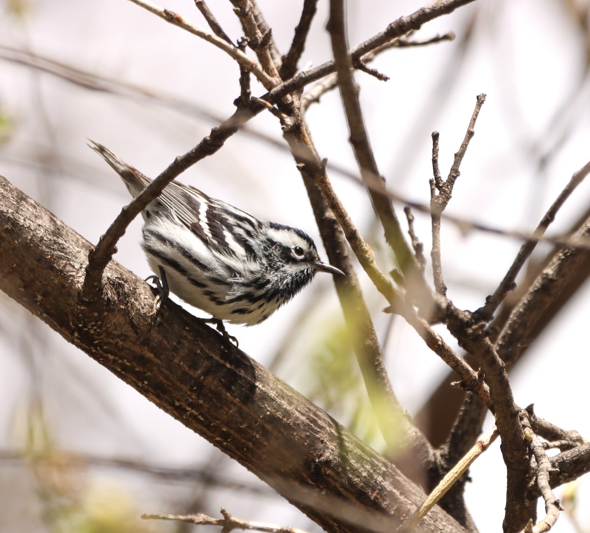 Black-and-white Warbler - ML618427155