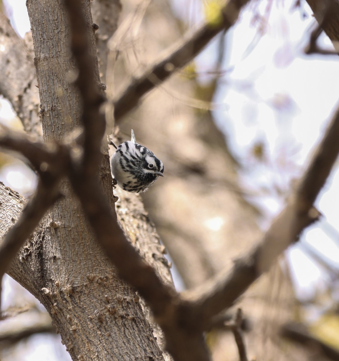 Black-and-white Warbler - ML618427156