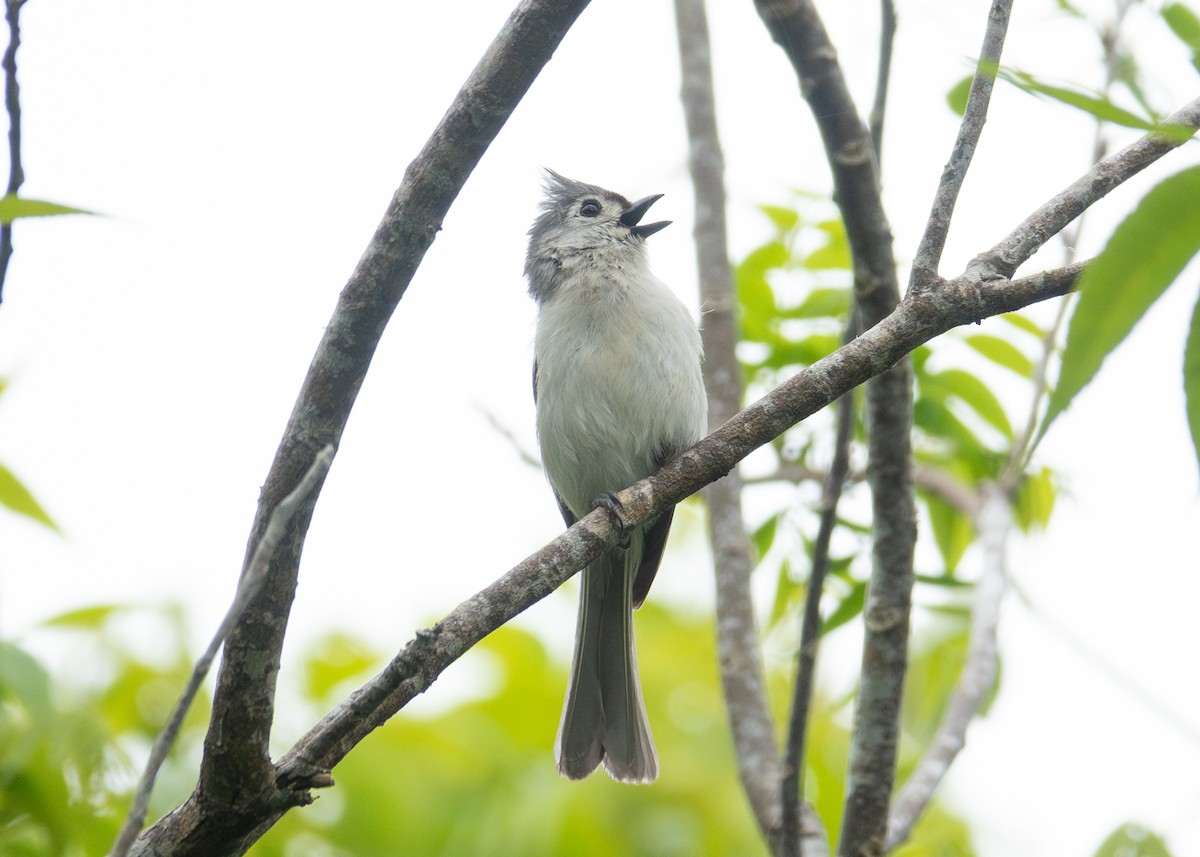 Tufted Titmouse - Andrew Bates