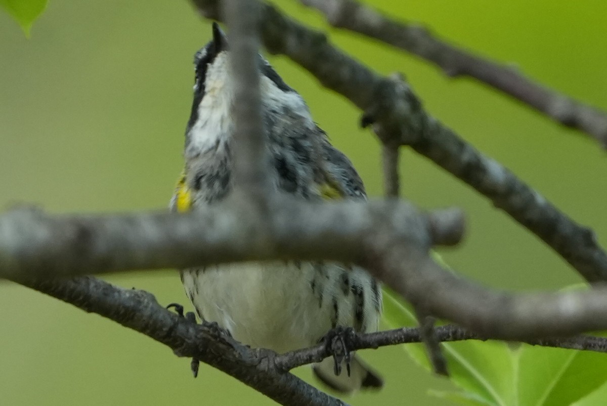 Yellow-rumped Warbler - Emily Mackevicius