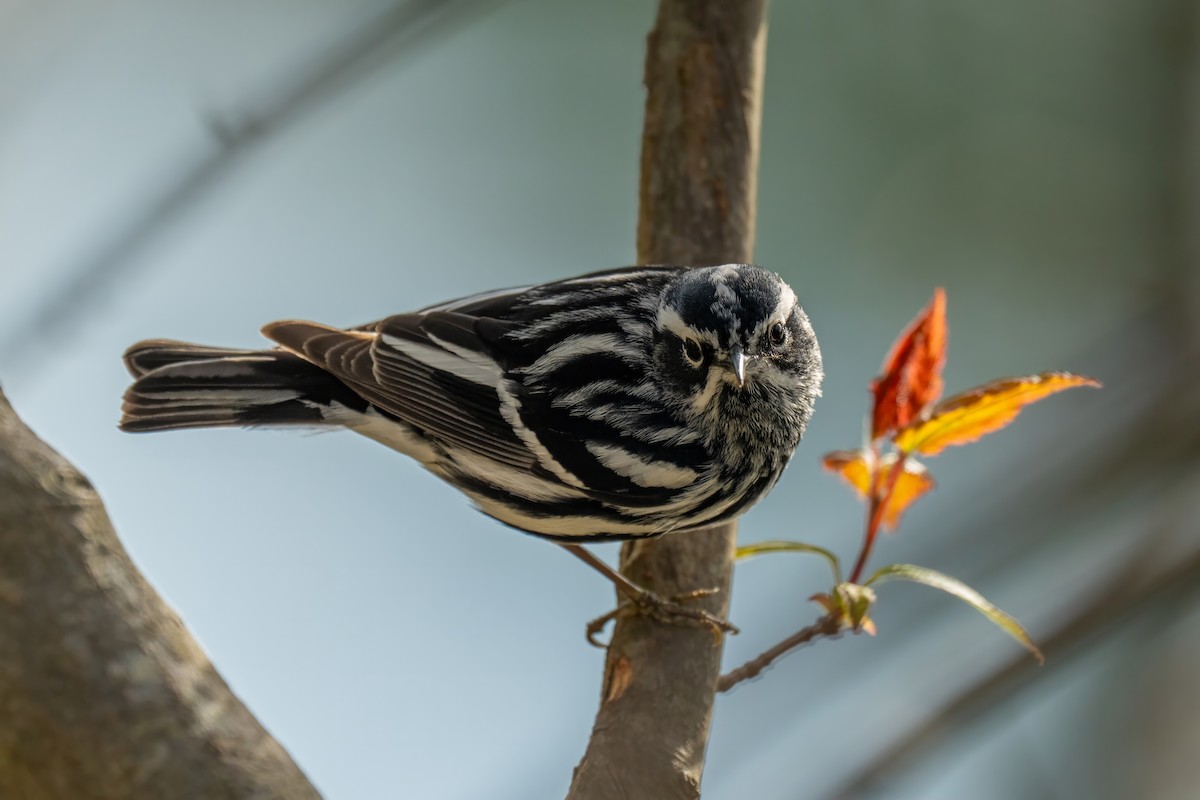 Black-and-white Warbler - ML618427400