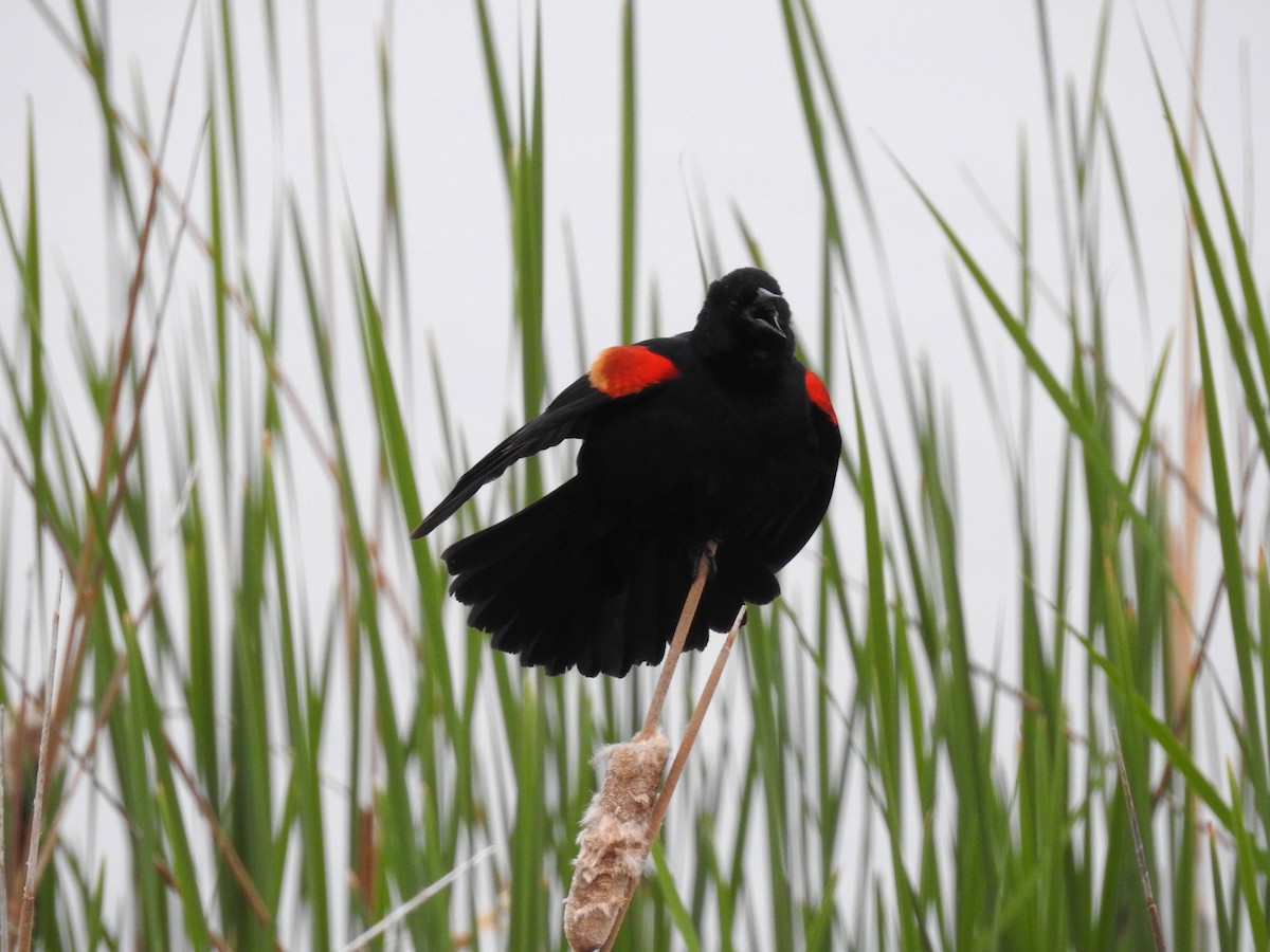 Red-winged Blackbird - ML618427435