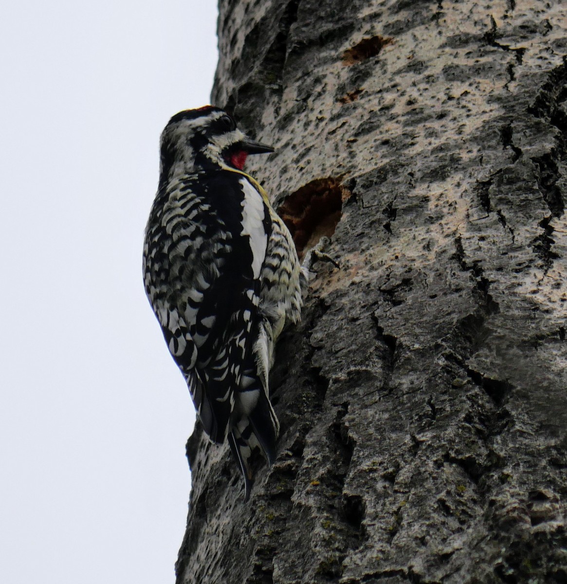 Yellow-bellied Sapsucker - Cécile Charlton