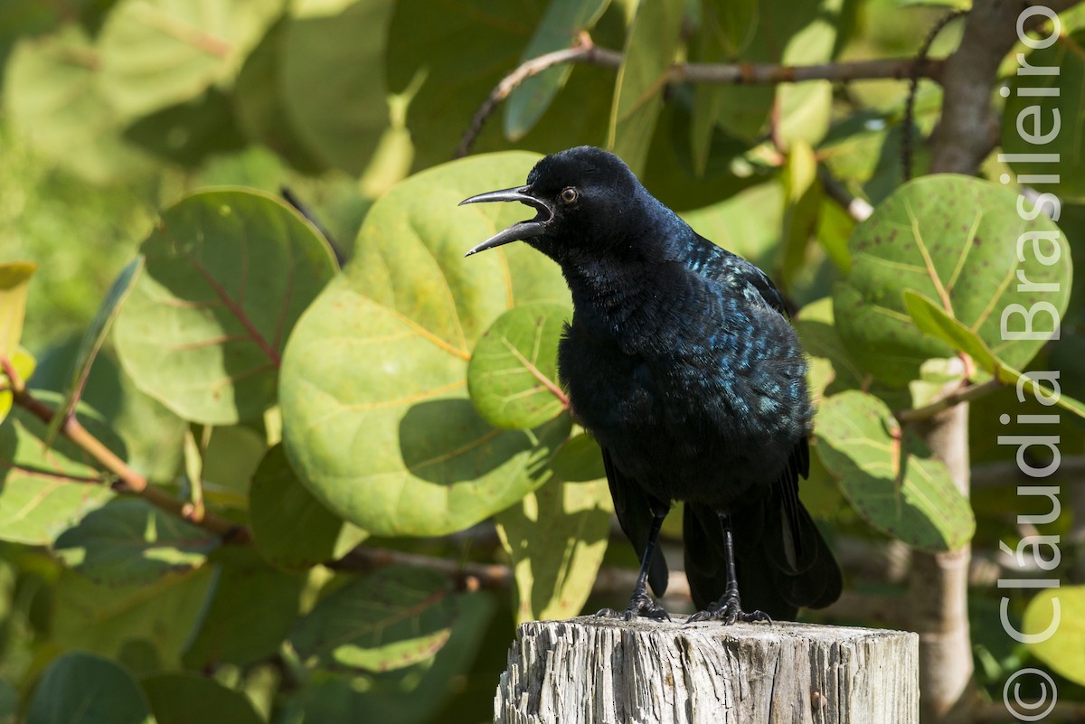 Boat-tailed Grackle - ML61842751