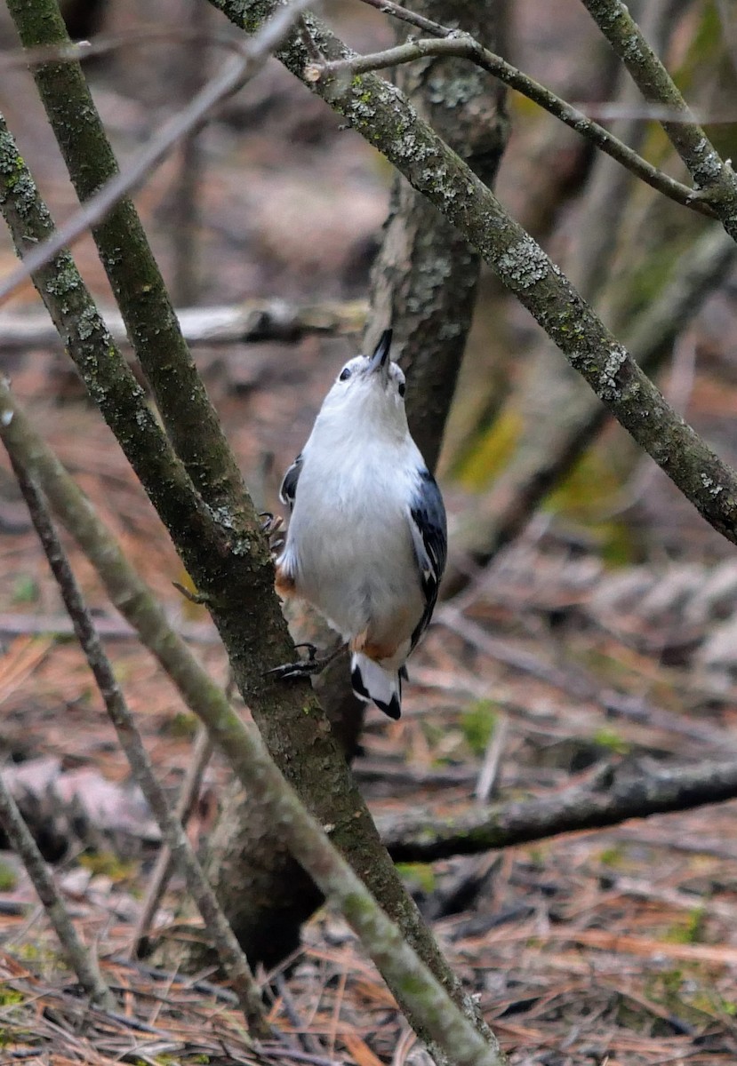 White-breasted Nuthatch - Cécile Charlton
