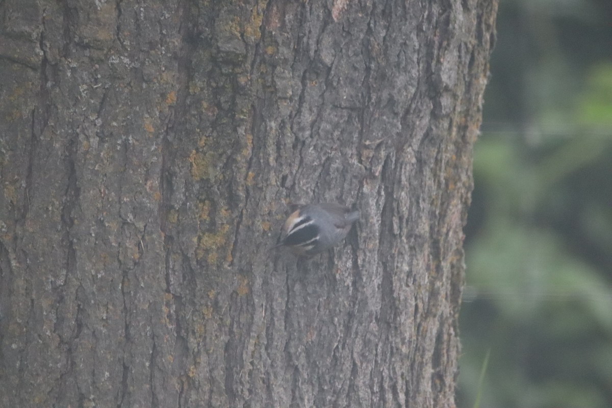 Red-breasted Nuthatch - ML618427687