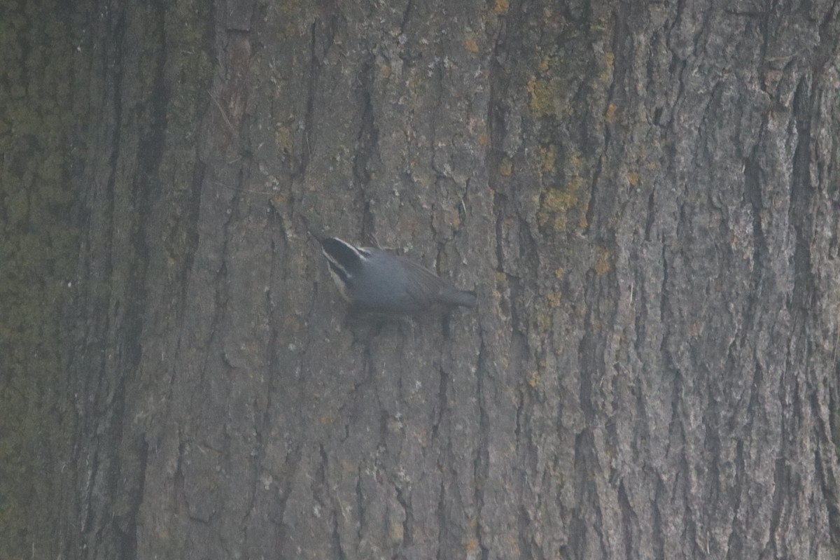 Red-breasted Nuthatch - ML618427688