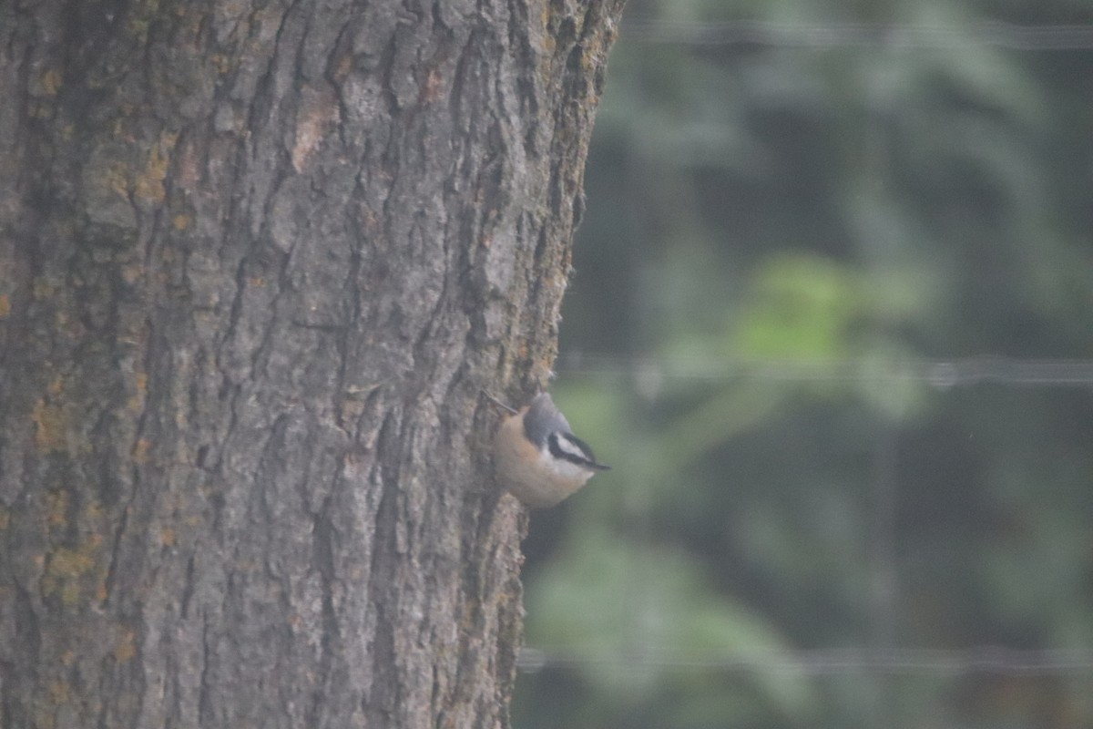 Red-breasted Nuthatch - ML618427689