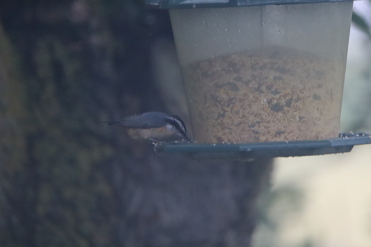 Red-breasted Nuthatch - ML618427691