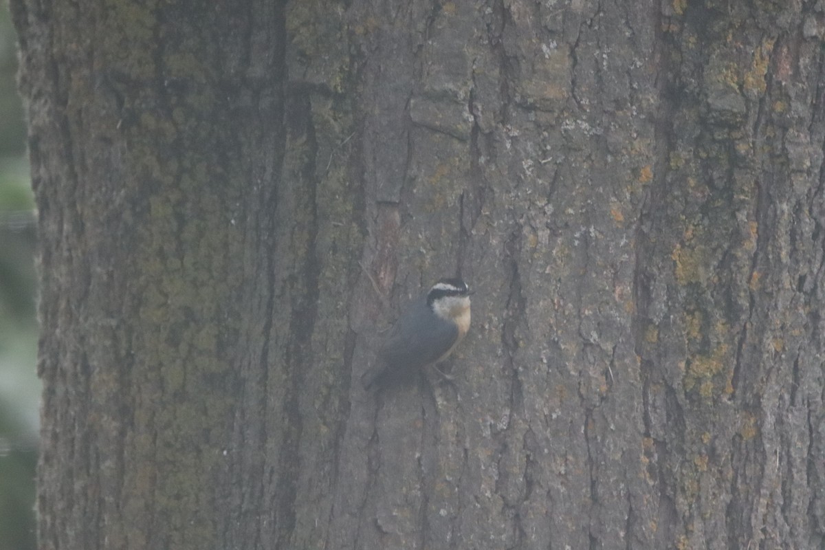 Red-breasted Nuthatch - ML618427693