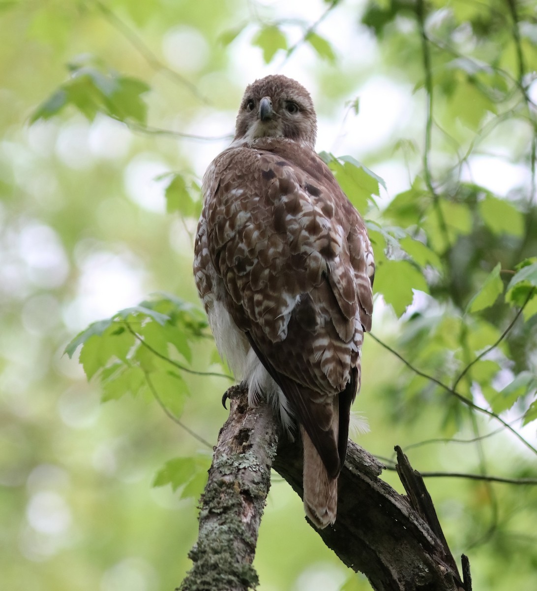 Red-tailed Hawk - ML618427741