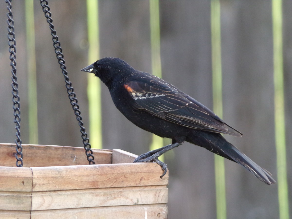 Red-winged Blackbird - ML618427747