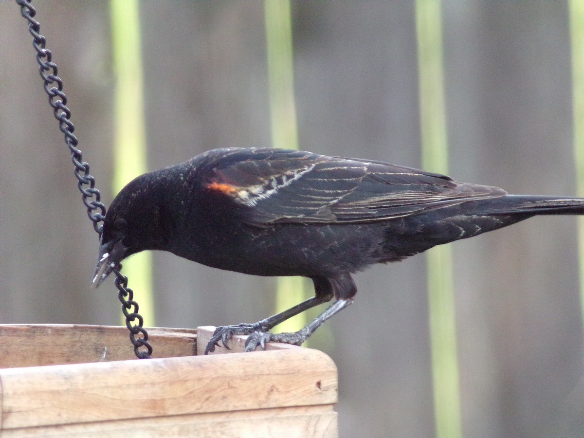 Red-winged Blackbird - ML618427751