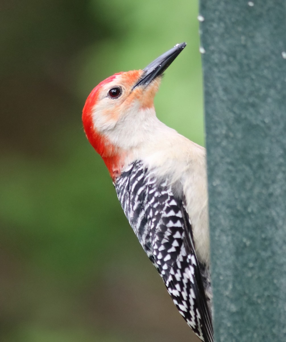 Red-bellied Woodpecker - ML618427754