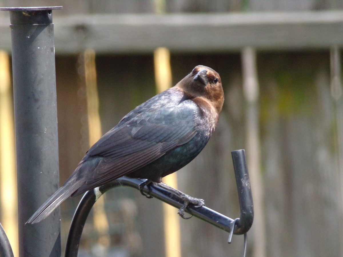 Brown-headed Cowbird - ML618427769