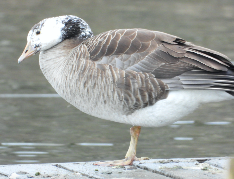 Graylag x Canada Goose (hybrid) - ML618427816