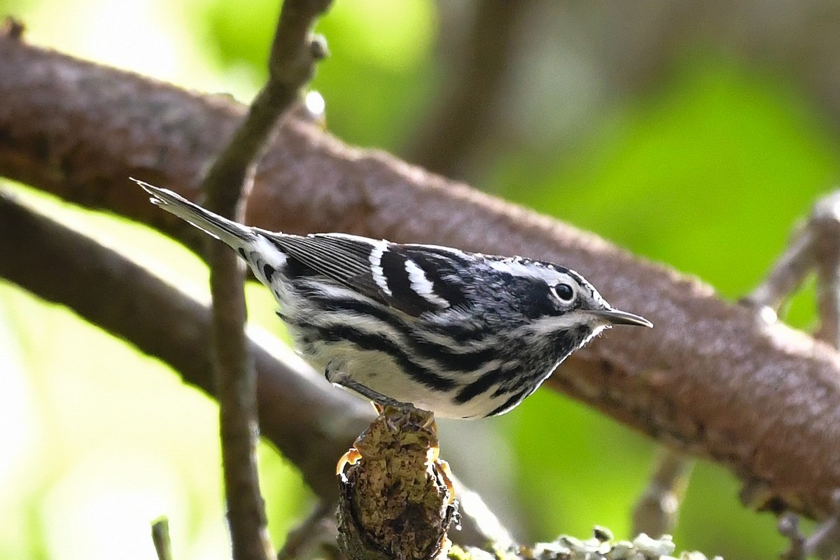 Black-and-white Warbler - ML618427817