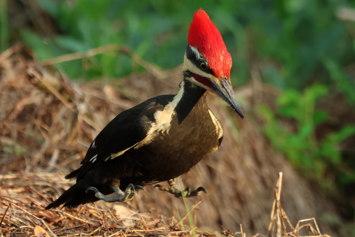 Pileated Woodpecker - ML618427827