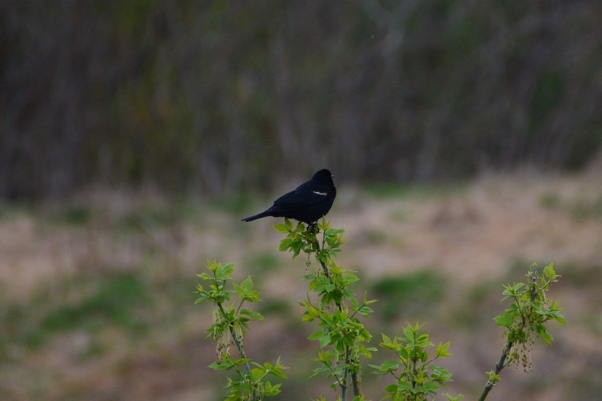 Red-winged Blackbird - Meron Abraham