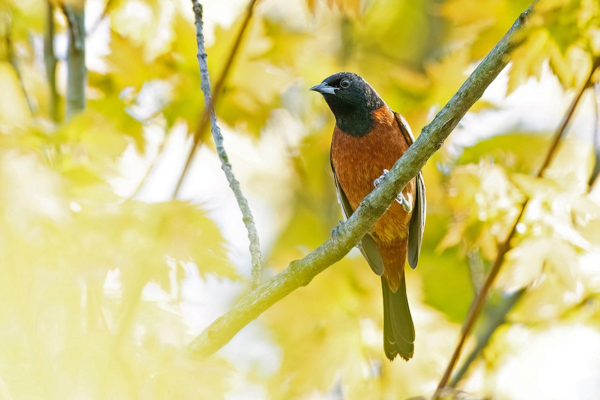 Orchard Oriole - ML618427884