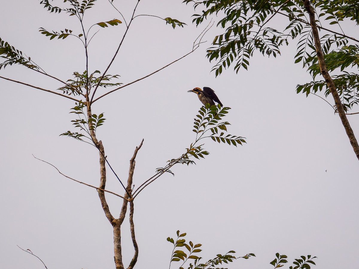 Golden-naped Woodpecker - ML618427924