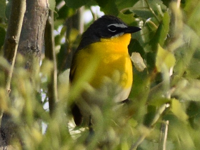 Yellow-breasted Chat - ML618427928