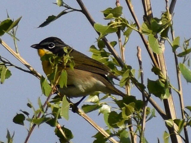 Yellow-breasted Chat - ML618427929