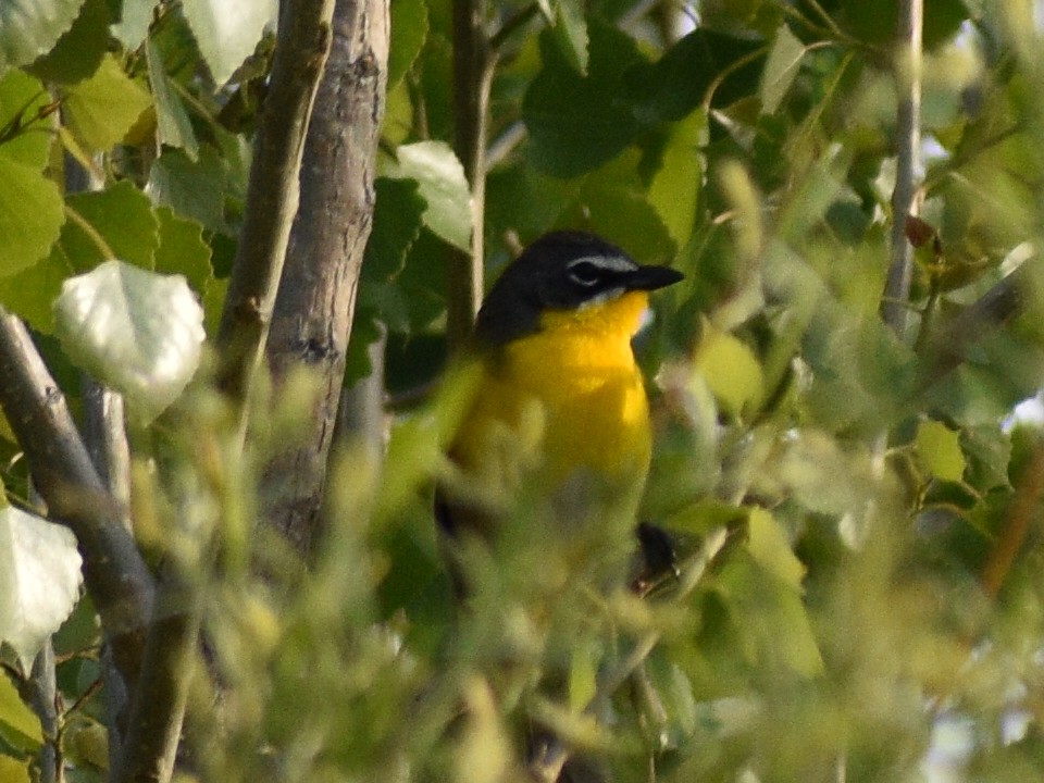 Yellow-breasted Chat - ML618427930