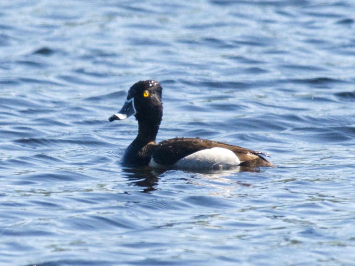 Ring-necked Duck - ML618427933