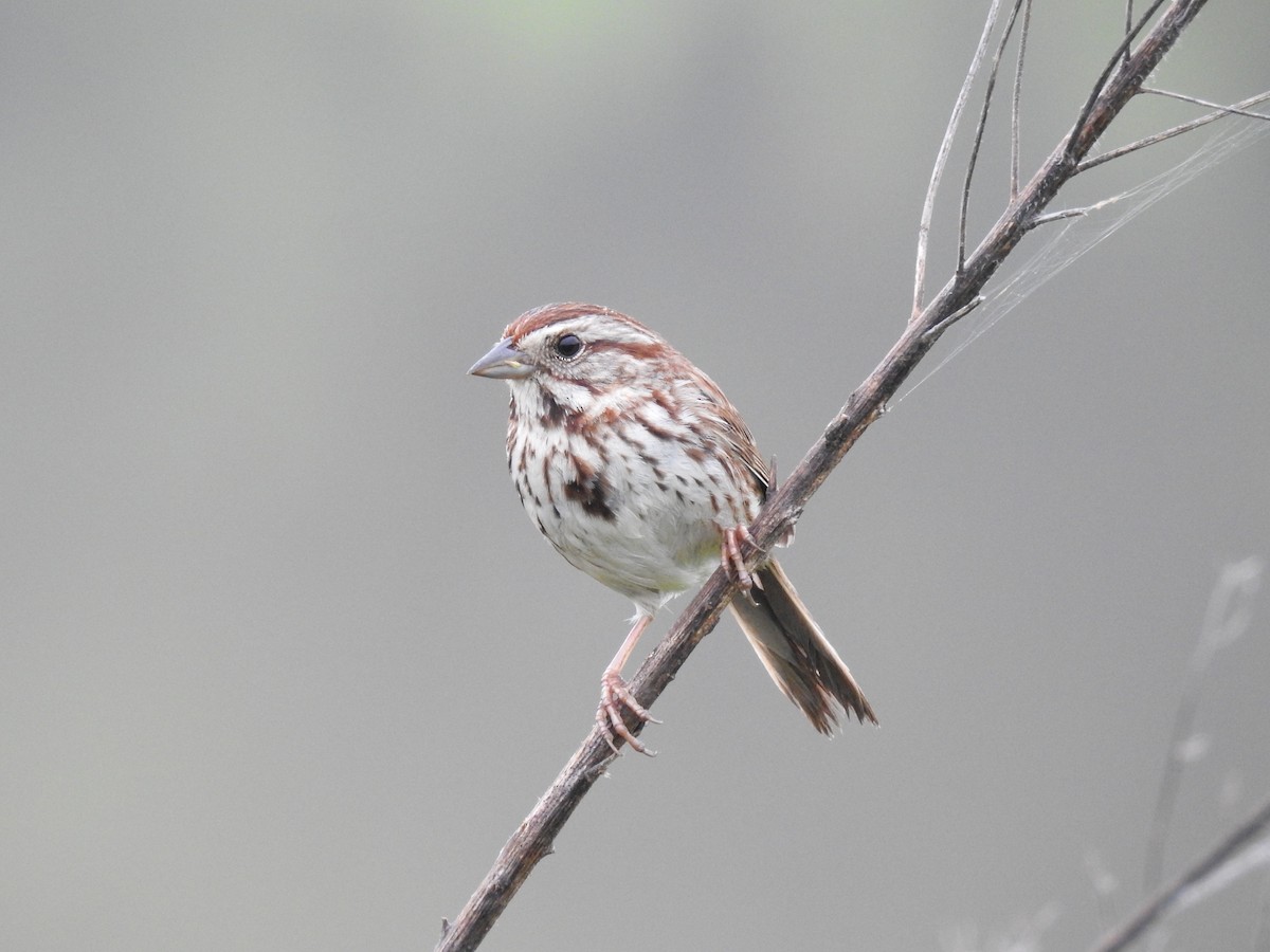 Song Sparrow - Dale Black