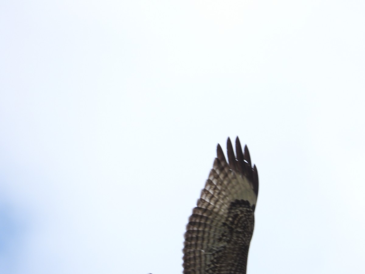 Red-tailed Hawk - ML618428053