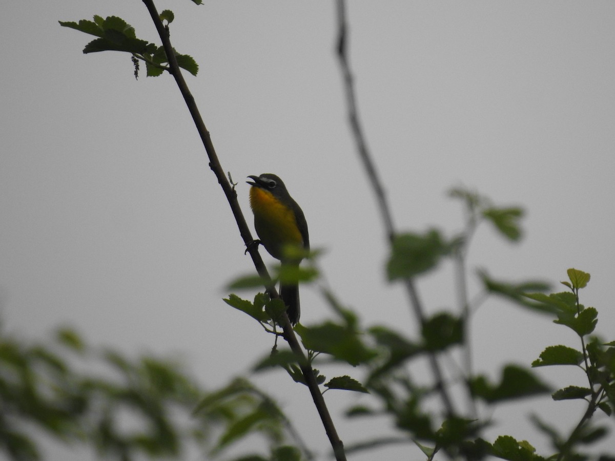 Yellow-breasted Chat - ML618428058