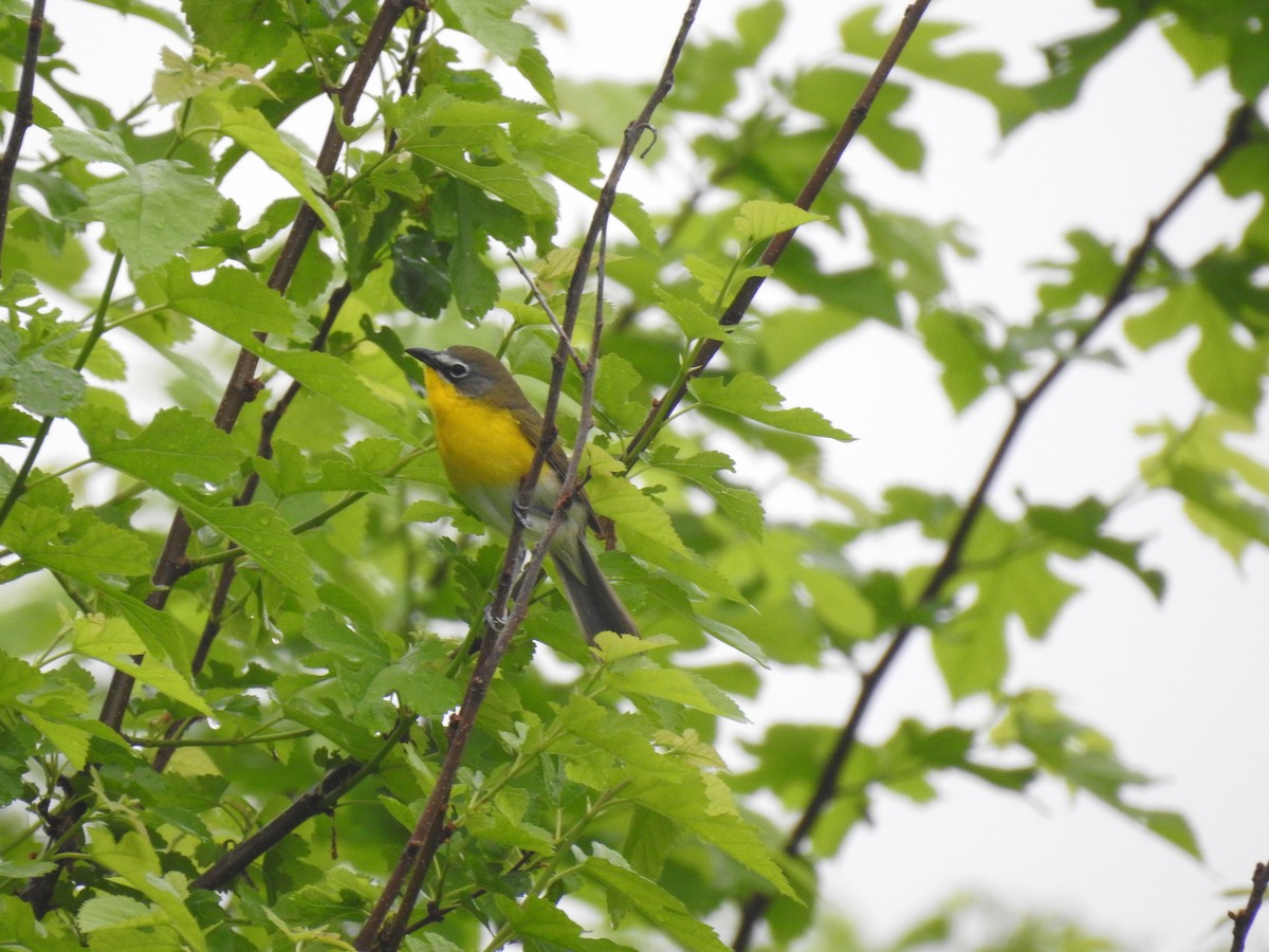 Yellow-breasted Chat - ML618428059