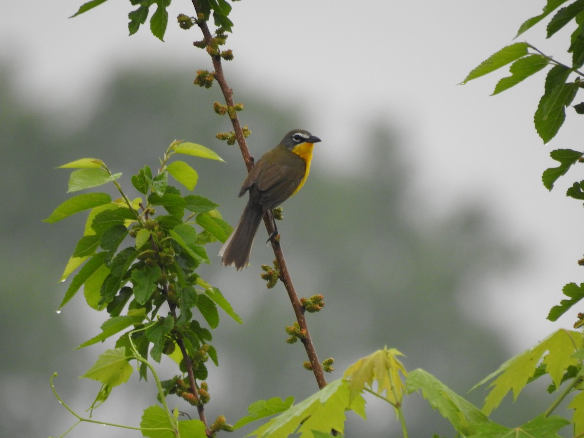 Yellow-breasted Chat - ML618428060