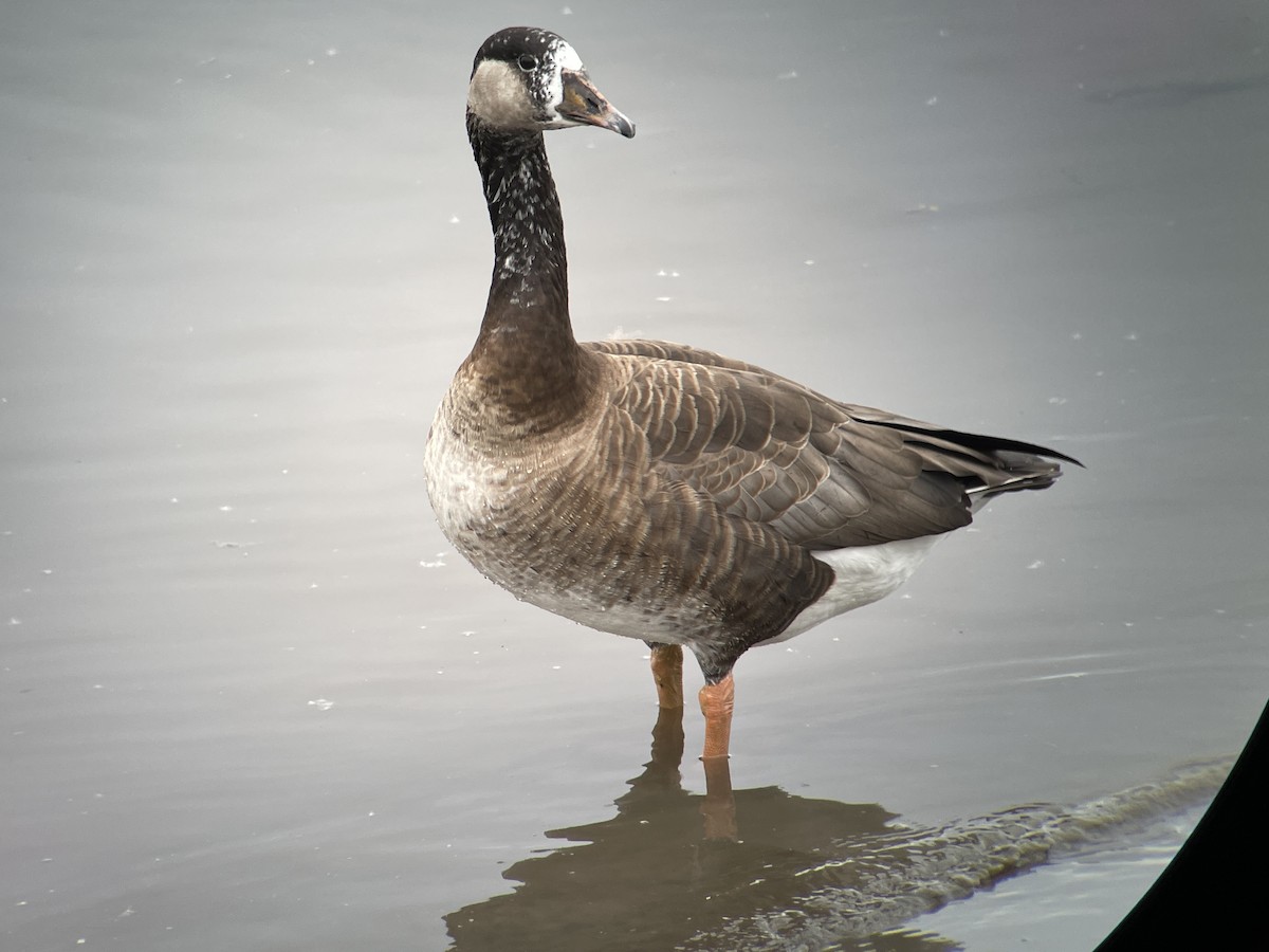 Domestic goose sp. x Canada Goose (hybrid) - ML618428064