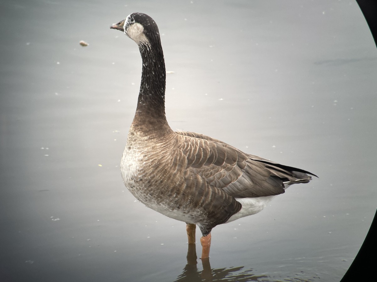 Domestic goose sp. x Canada Goose (hybrid) - ML618428065