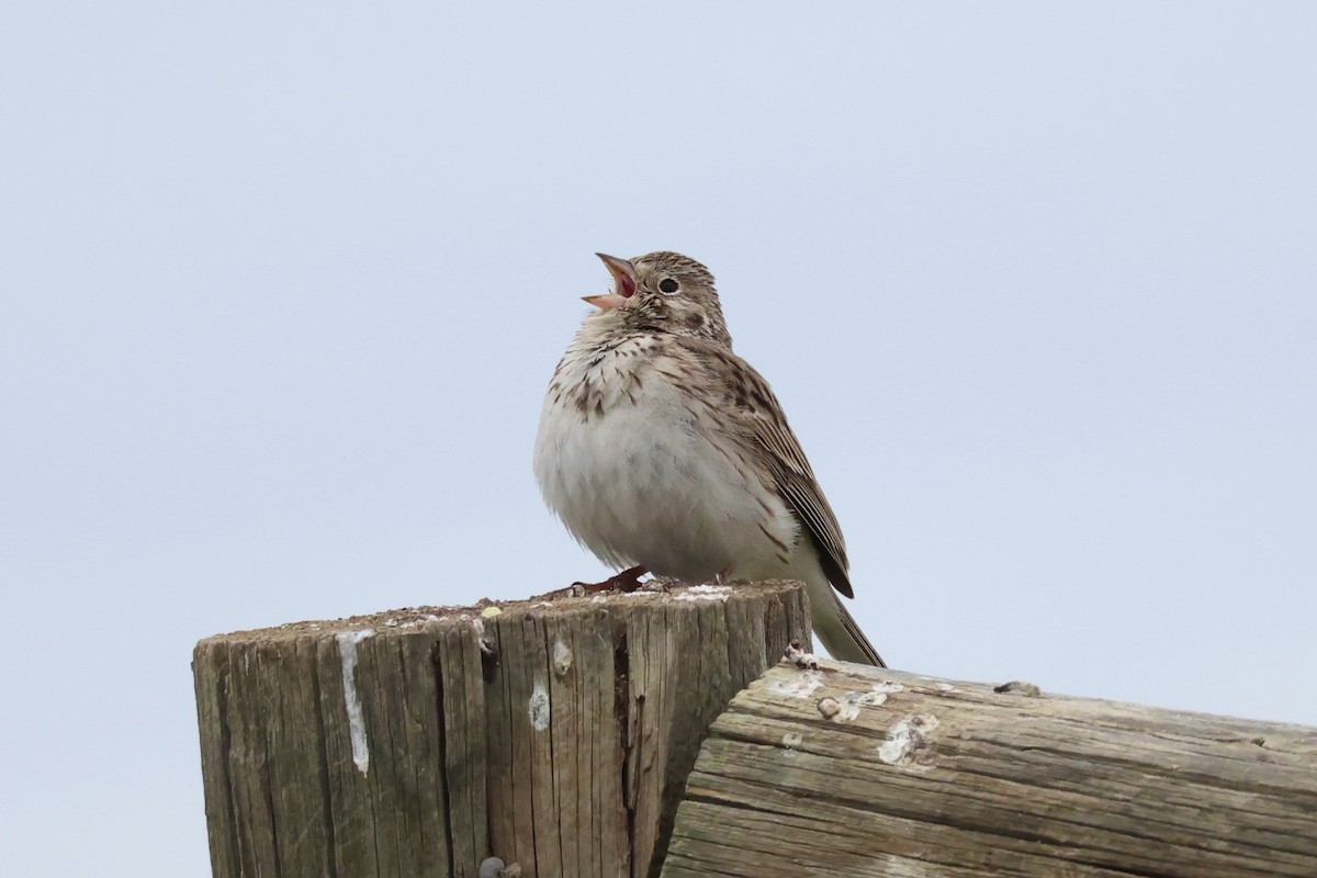 Vesper Sparrow - ML618428161