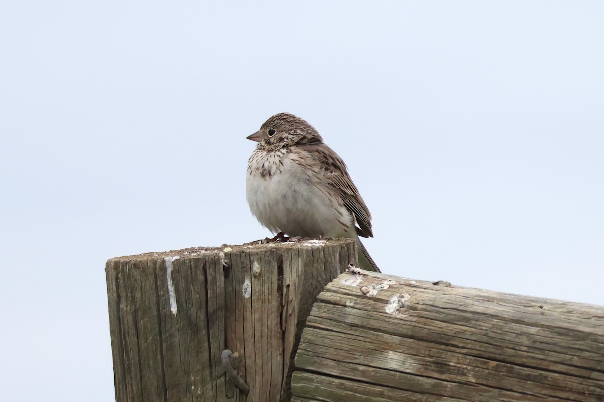 Vesper Sparrow - ML618428162