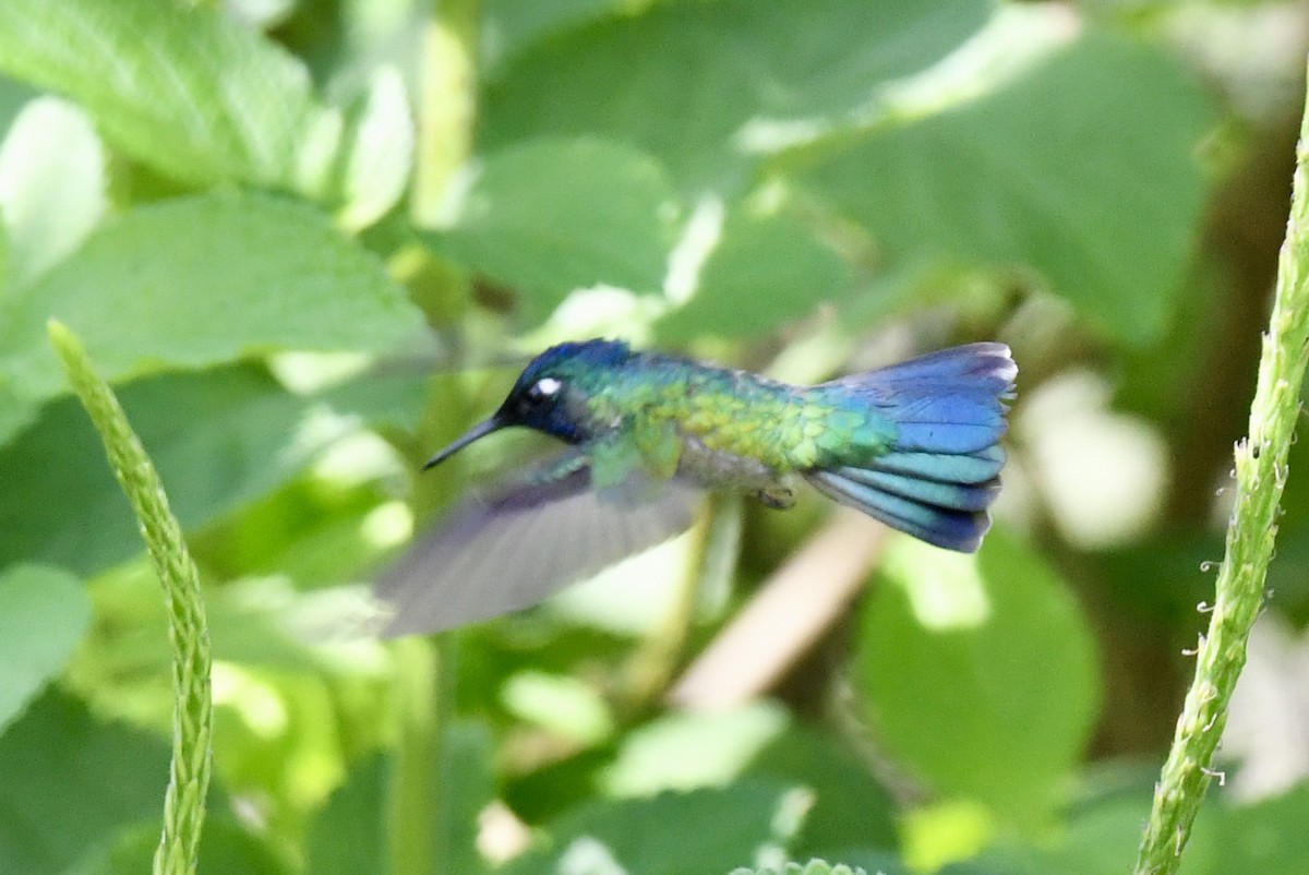 Violet-headed Hummingbird - Ana Arauz
