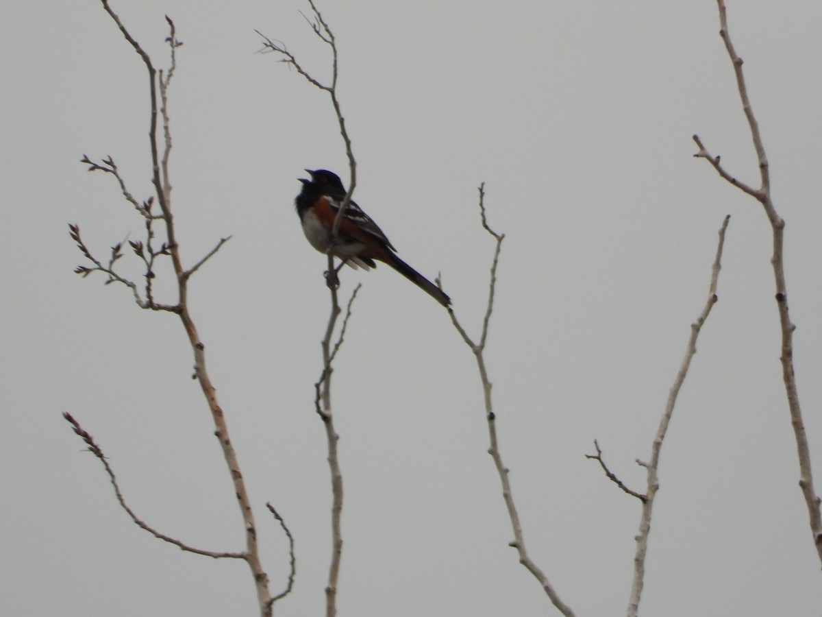 Spotted Towhee - ML618428222
