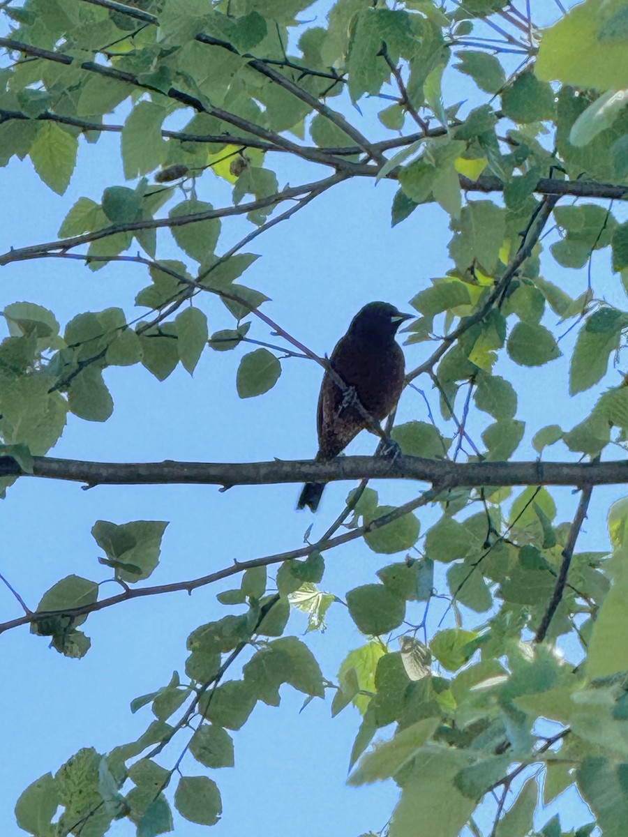 Orchard Oriole - ML618428249