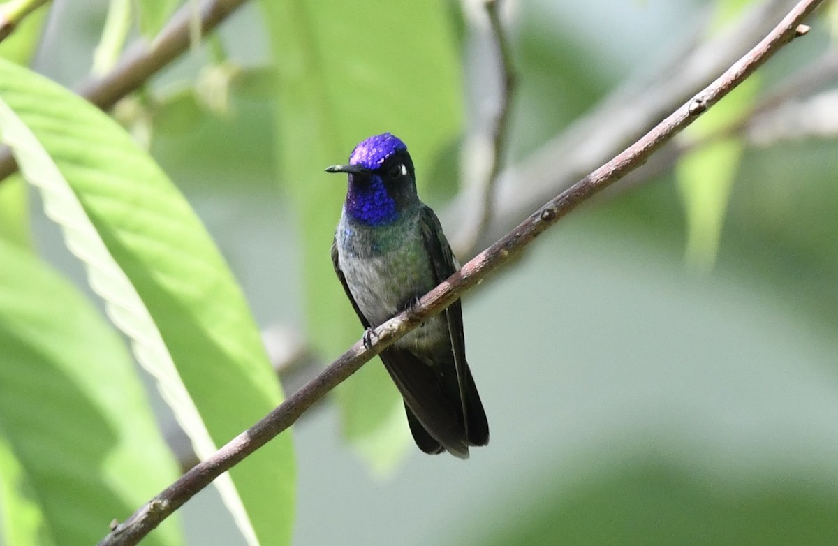 Violet-headed Hummingbird - ML618428260